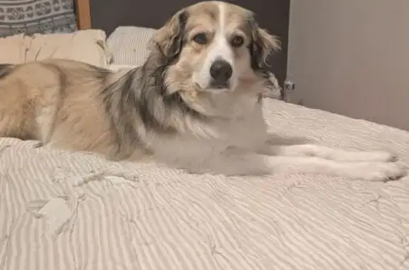 Lost: Big Skittish Dog in New Lebanon