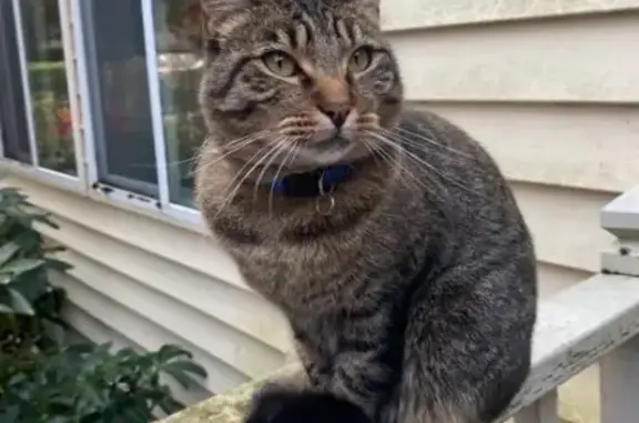 Lost and found pets Springfield, photo: Lost Vocal Tabby: Scotts Glen Drive