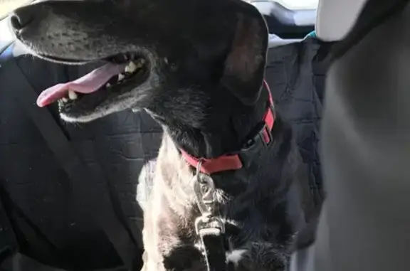Missing dog , photo: Lost Dog: Black & White, Lantern Lane