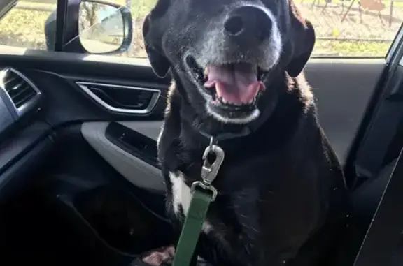 Missing dog , photo: Lost Black Dog, Needs Meds, Exeter