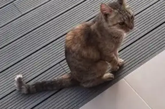 Chatte trouvée non identifiée à Calenzana - photo