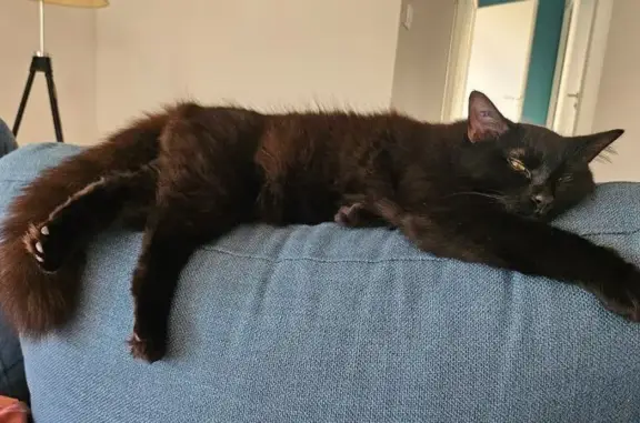Chatte noire perdue, tatouage 