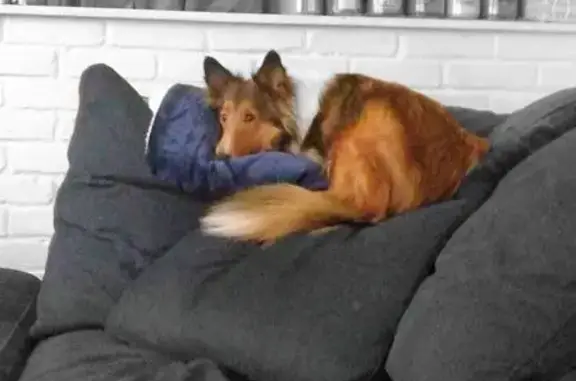 Lost Sheltie: Tan & White, Sabina Area