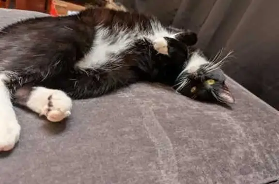 Lost Cat: White-Chinned, Long Whiskers