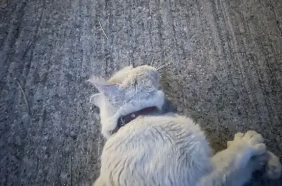 Chat trouvé Gif-sur-Yvette, photo: Chat trouvé, abîmé, cherche aide à Gif