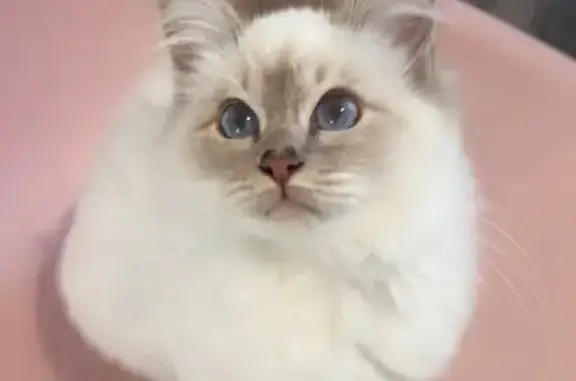 URGENT : Chat Olga perdue à Fuveau - photo