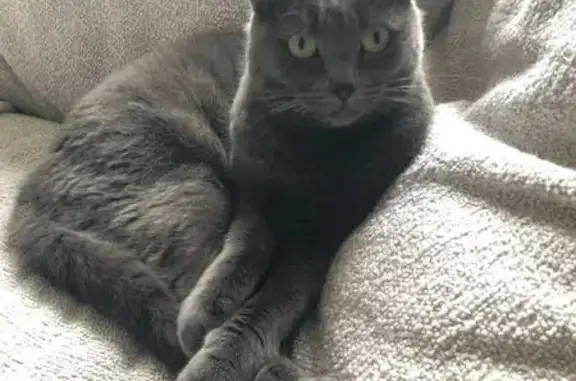 Chatte grise perdue à Mauzé-sur-le-Mignon - photo