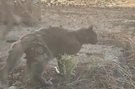 Animaux trouvés Montargis, photo: Chat gris blessé trouvé rue Gastellier