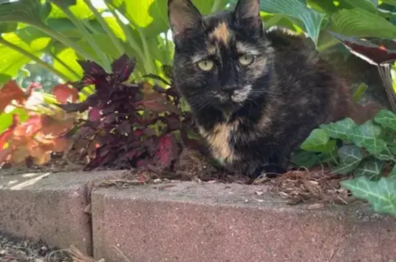 Lost Tortoiseshell Cat on West 2nd Ave