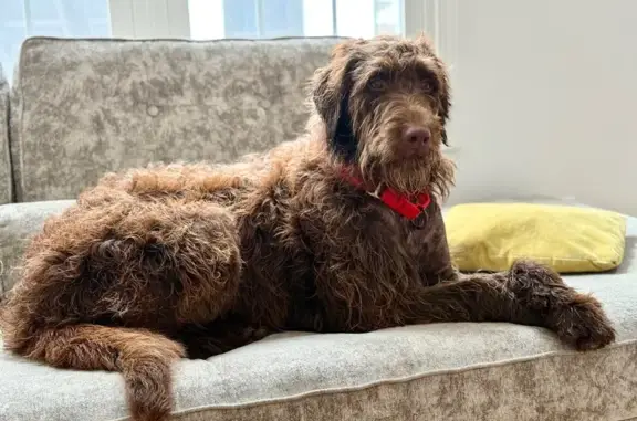 Lost Skittish Dog: Gentle & Loves Dogs