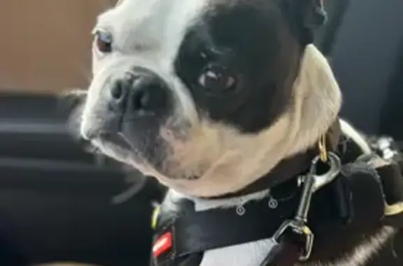 Lost Boston Terrier 'Minnie' in Malden