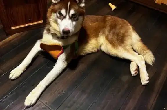 Lost Husky: Ted, 2Y/O, Bi-Colored Eyes