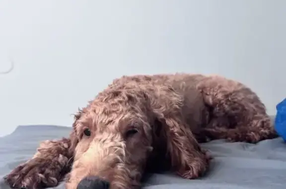 Help Find Oso: Lost Puppy in Columbia