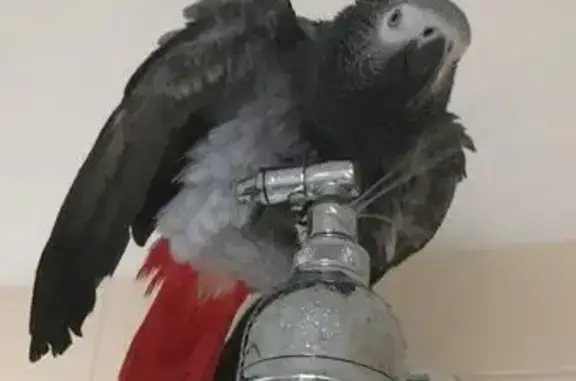 Lost Grey Bird in Benowa - Rew...
