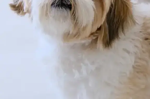 Lost Maltese/Shih Tzu - Answers to Bubbles