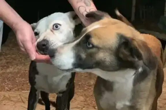 Perros encontrados en Abegondo...