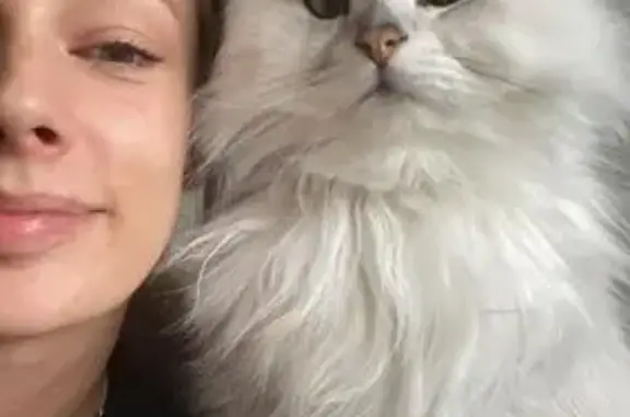 Lost Cat: Fluffy White, Green Eyes