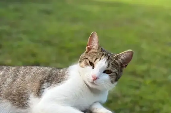 Missing cat Cleveland, photo: Lost Cat: Tabbico with Unique Markings