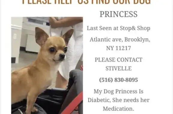 Lost Tan Chihuahua - Needs Medication!
