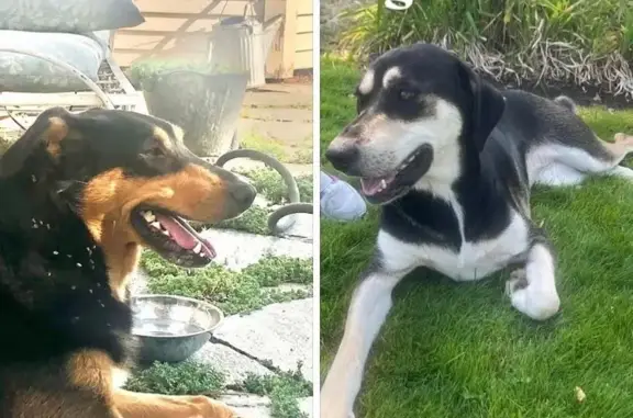 Lost and found pets Liberty Lake, photo: Found: Two Dogs on South Liberty Drive