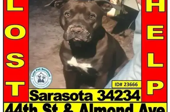 Missing dog Sarasota, photo: Lost Dog: Unique White Chest Marking