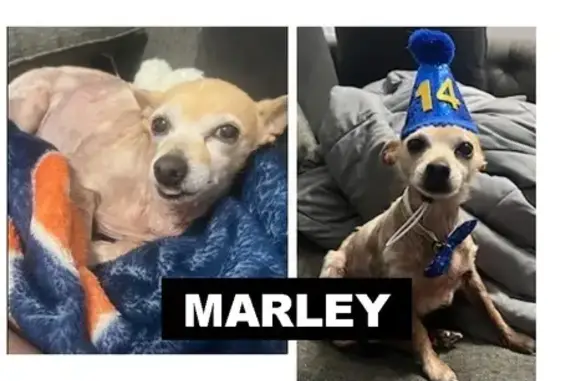 Help Find Marley: Deaf & Blind Senior Dog