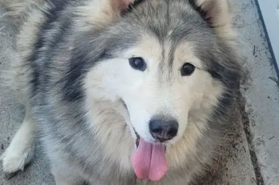 Missing dog Rialto, photo: Lost Dog: White & Gray, Rialto Area