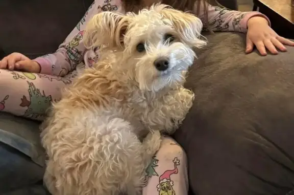 Missing dog Atoka, photo: Lost Tan Dog: Faulkner Rd, Atoka