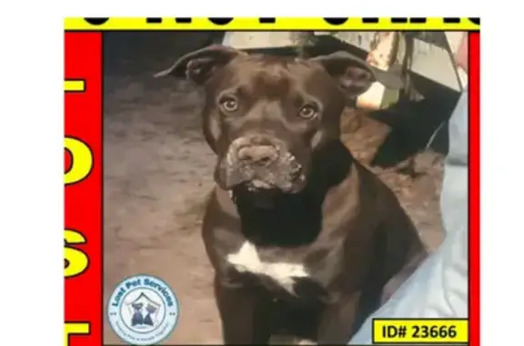 Missing dog Sarasota, photo: Lost Dog: Distinct White Chest Marking