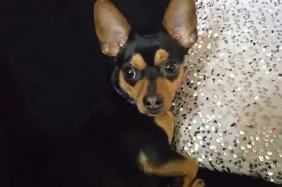 Lost Dog: Brown & Black, Cyst on Belly