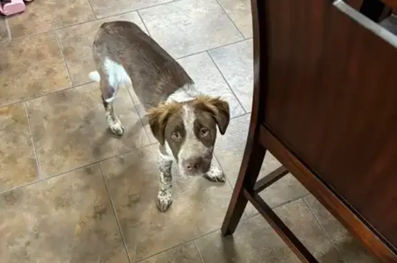 Lost Sweet Puppy: Brown & White Mix