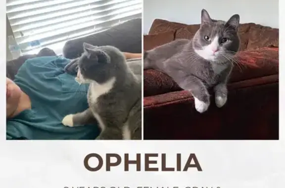 Lost and found pets Lubbock, photo: Lost: Timid Grey & White Cat, Ophelia