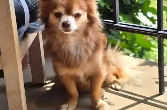 Lost Fox-Like Chihuahua: Mantua Alert!