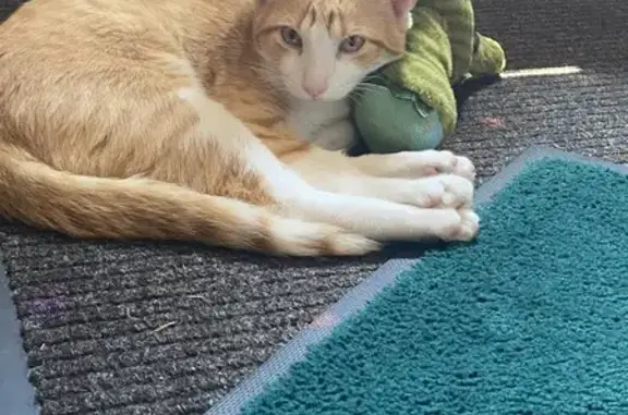 Lost: Friendly Orange & White Kitten