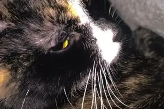 Lost and found pets Mesa, photo: Lost Calico Cat: White Paws & Marking