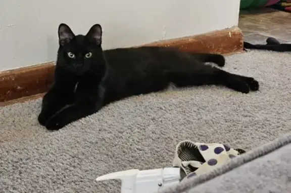 Missing cat Columbus, photo: Lost Black Cat: Affectionate & Terrified