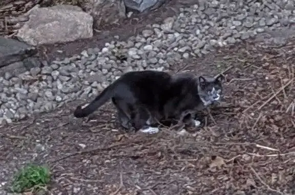 Found cat Bath, photo: Found Cat: Black/Gray, White Paws, Bath