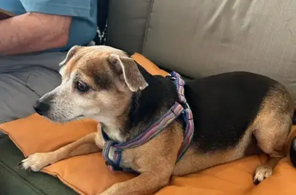 Lost Senior Dog: Black & Tan, 20lbs