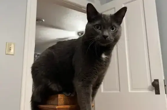 Lost Grey Cat Juan - Friendly & Chipped