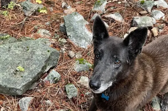 Lost Belgian Malinois on Mt Eddy: Help!