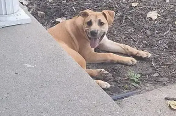 Lost Dog in Flushing: 60 lb Dark Blonde
