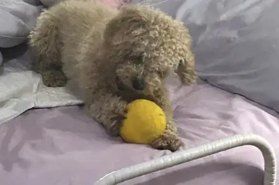 Lost Mini Poodle Near Home in Eureka, MO