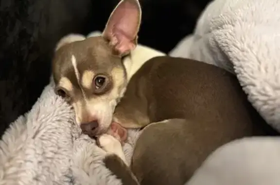 Missing dog Lansing, photo: Lost Dog: Brown & White, Hazel Eyes