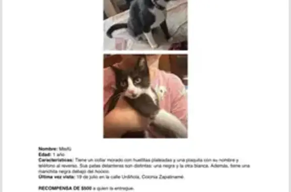Gata Blanca y Negra Perdida en...