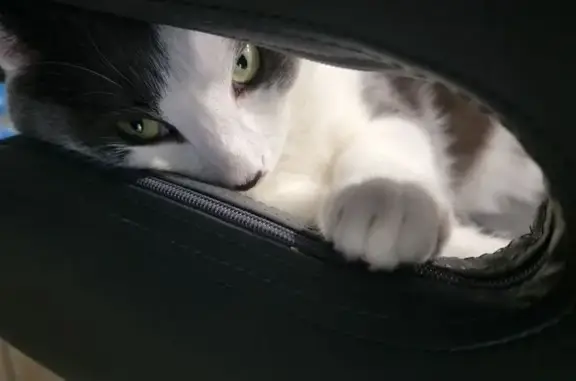 Missing cat , photo: Lost 20+ LB Indoor Cat in Andover