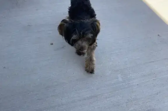 Found dog Portales, photo: Found Yorkie on East Lime St, Portales