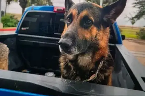 Lost and found pets Brownsville, photo: Lost Docile Dog: Rex in Brownsville