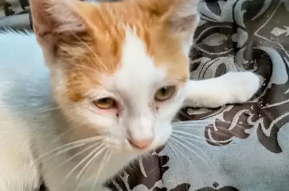 Missing cat Independence, photo: Lost Kitten: Orange Spot on Rear End