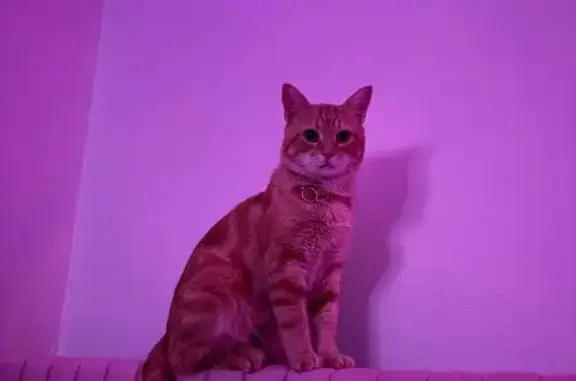 Lost and found pets Erie, photo: Lost Cat Tito: Orange, Green Eyes, Gannon