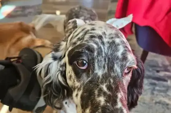 Lost: White & Black Setter on Hwy LO